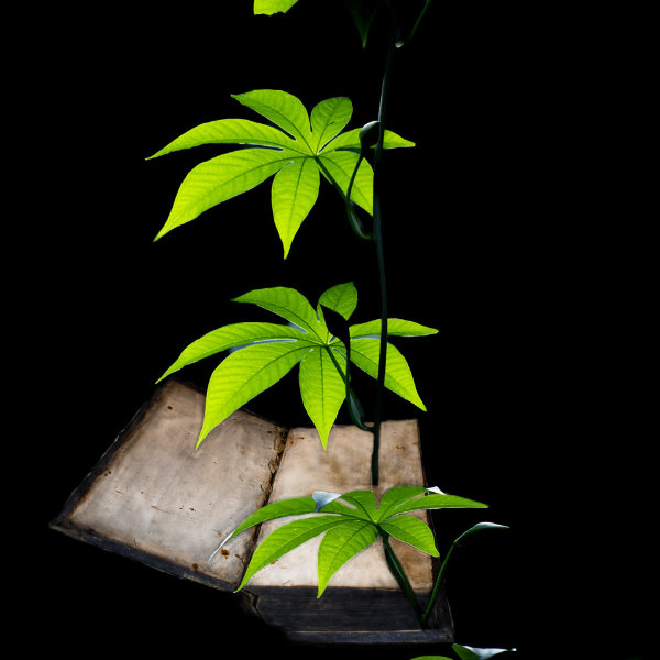 Vine emerging from book.